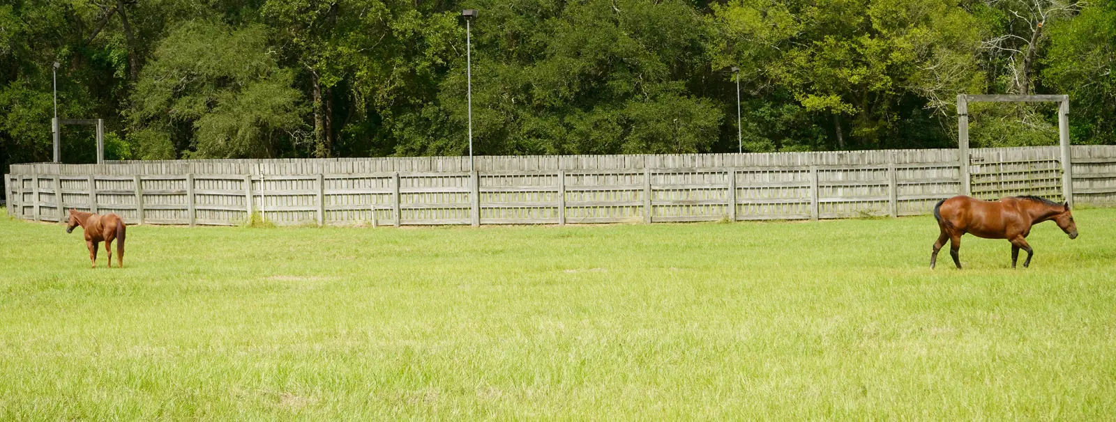 Two horses graze along the board-fenced pasture.